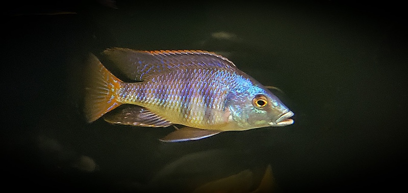 Placidochromis johnstoni